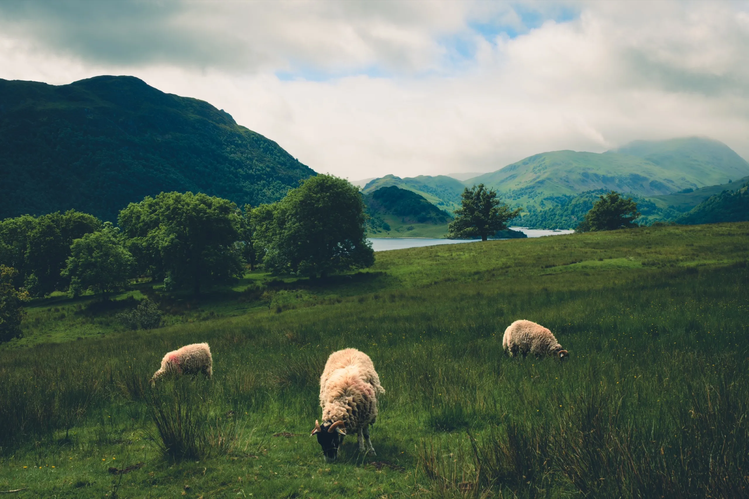 Three sheep graze in a green field near a lake and mountains.