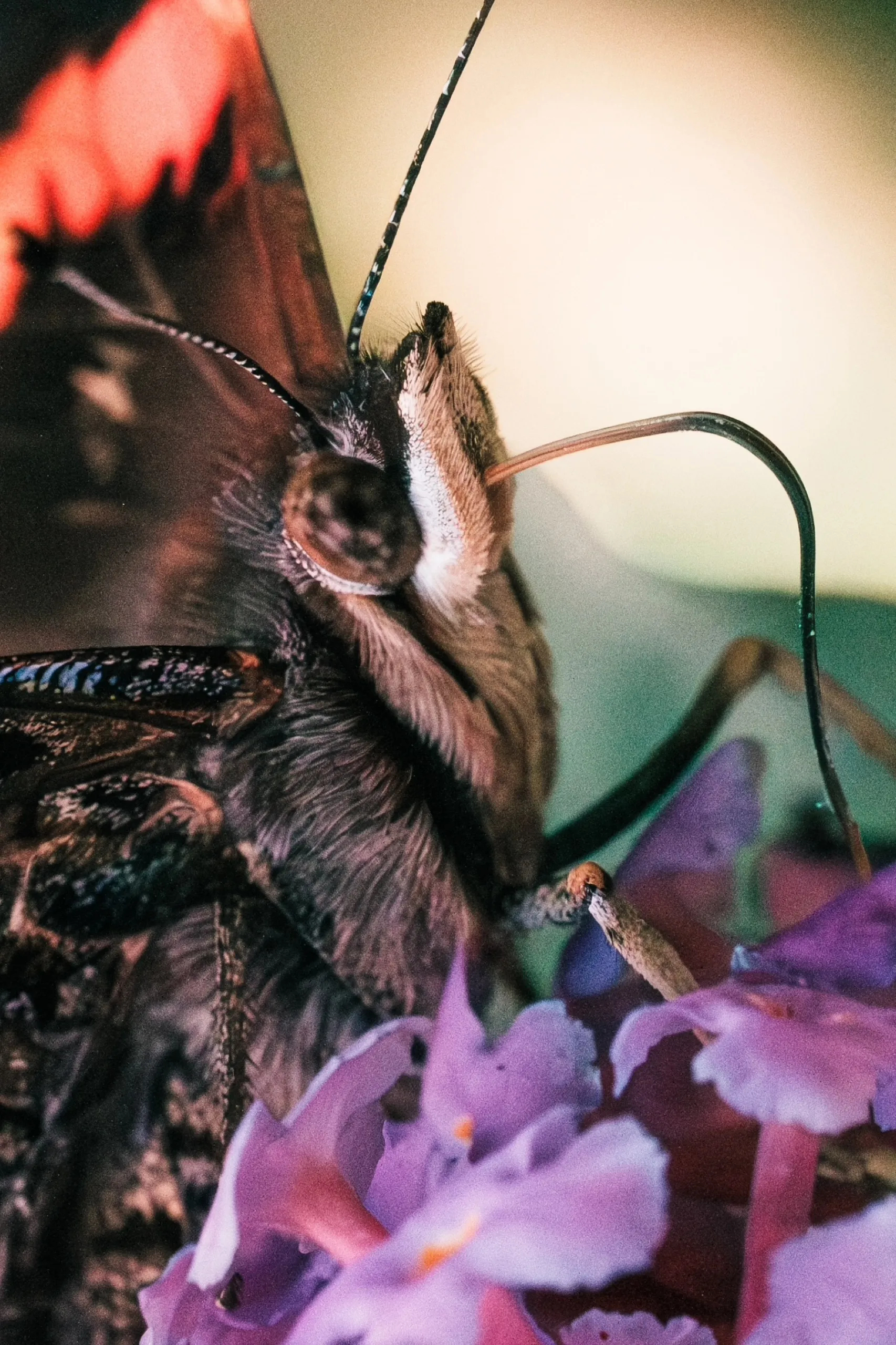 A close-up of a butterfly resting on purple flowers.